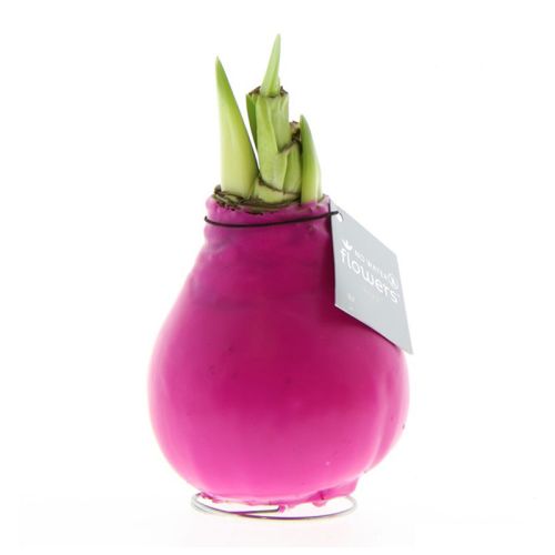Amaryllis bulb in gift box - Image 6